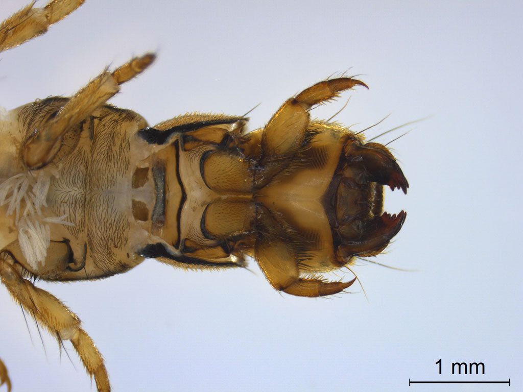 Hydropsyche pellucidula